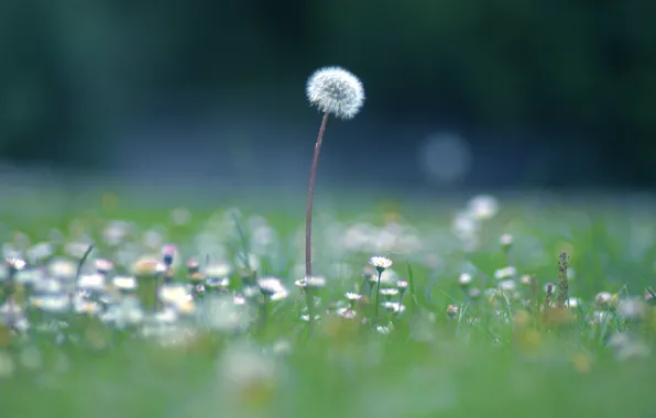 Picture field, summer, grass, dandelion
