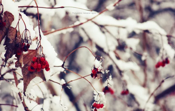 Picture winter, macro, snow, nature, Kalina