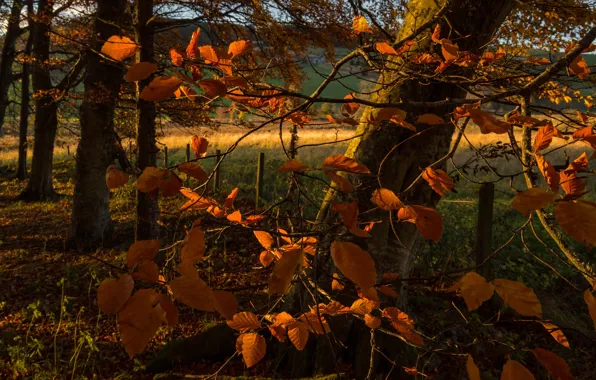 Field, autumn, leaves, light, mountains, branches, nature, foliage