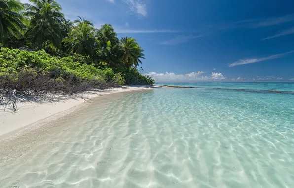 Picture sea, beach, nature, tropics, palm trees