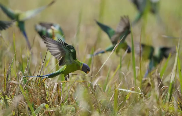 Picture field, grass, nature, bird, pack, parrot
