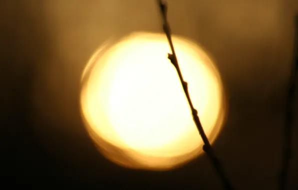 The sun, branch