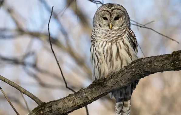 Picture look, trees, branches, background, owl, bird, owl, motley