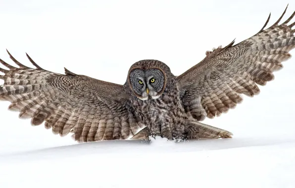 Picture nature, background, owl
