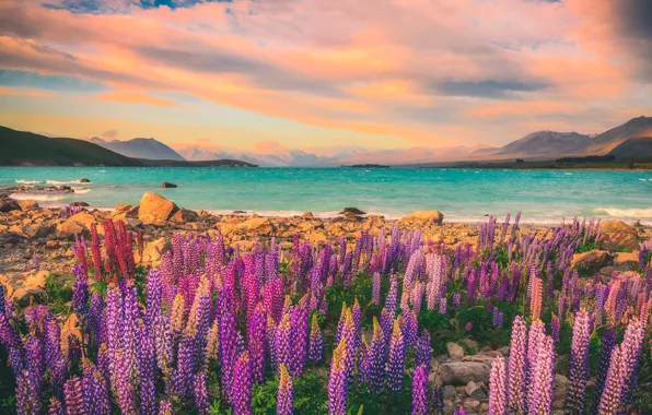 Summer, the sky, clouds, light, sunset, flowers, mountains, lake