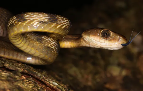 Language, eyes, look, night, the dark background, portrait, snake, scales