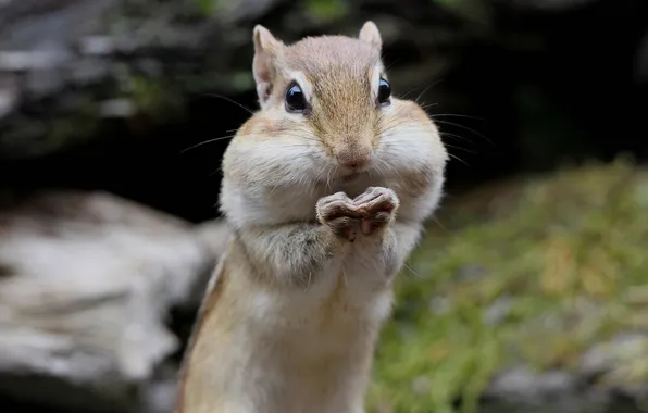 Background, legs, Chipmunk, rodent