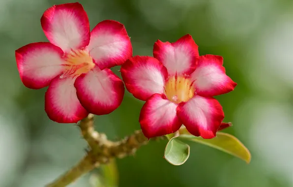 Trees, flowers, branches, nature, petals