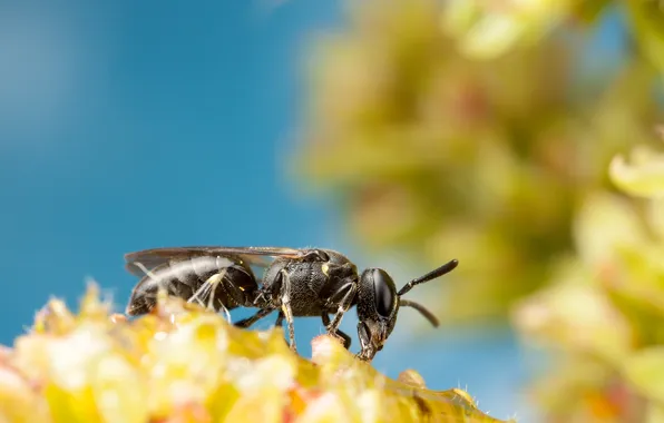 Picture flowers, insect, bokeh