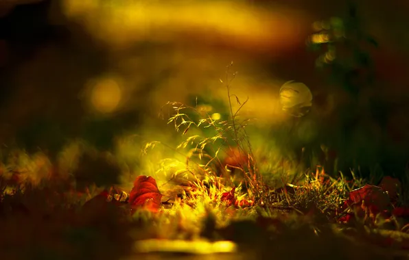 Picture autumn, foliage, focus