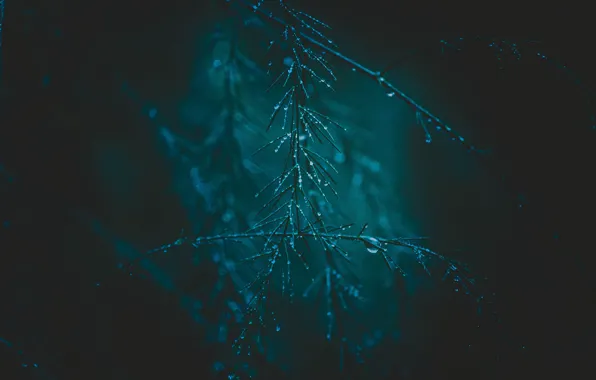 Wet, drops, green, rain, the evening, turquoise, herringbone, rasteniya