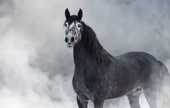 Look, face, fog, grey, horse, horse, couples, haze