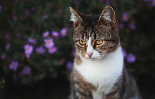 Cat, cat, look, flowers, the dark background, portrait