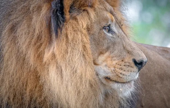 Leo, king, mane, profile
