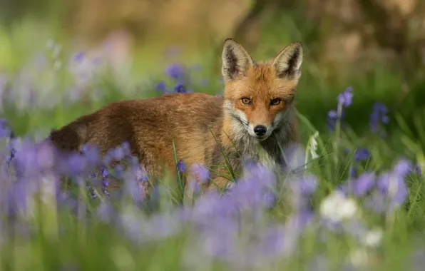 Picture look, face, flowers, glade, portrait, Fox, red, bokeh