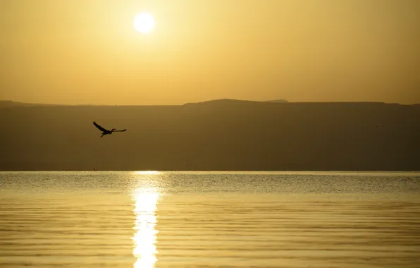 Picture sea, night, bird, flight