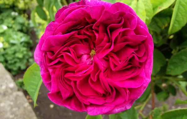 Picture Bokeh, Bokeh, Pink rose, Pink rose