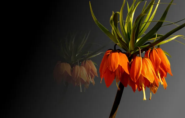 Background, plant, petals, the Imperial fritillary