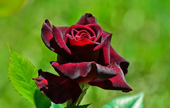 Picture macro, rose, petals, Bud, velvet