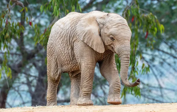Picture leaves, trees, nature, elephant, walk, cub, elephant
