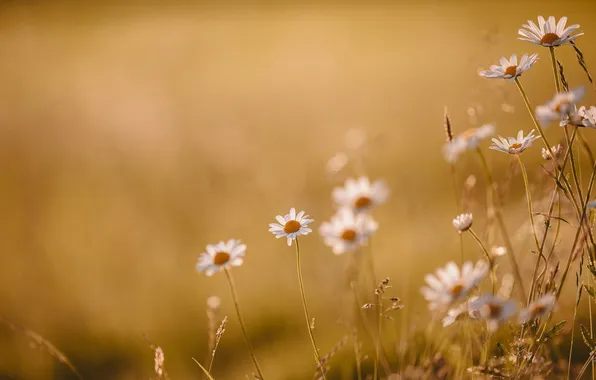 Flowers, chamomile, blur, white, field, bokeh, beige background