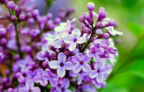 Flowers, branches, spring, flowering, lilac, inflorescence, blooming lilacs