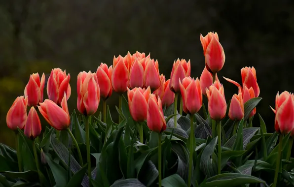 Picture flowers, red, the dark background, spring, tulips, buds, flowerbed