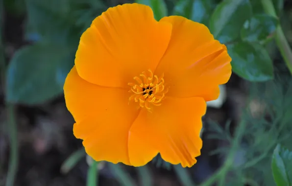 Picture Macro, Macro, Yellow flower, Calendula, Yellow flower