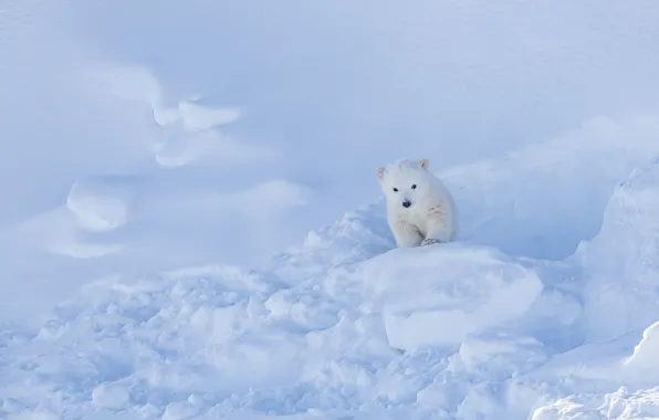 Winter, snow, pose, baby, the snow, bear, polar bear, cub