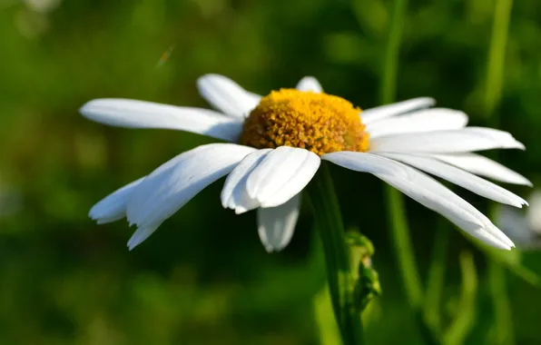 Field, white, summer, macro, flowers, yellow, green, chamomile