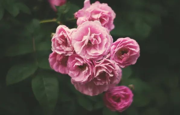 Picture flowers, petals, pink