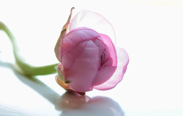 Flower, pink, ranunculus, Buttercup