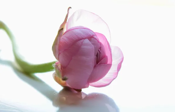 Picture flower, pink, ranunculus, Buttercup