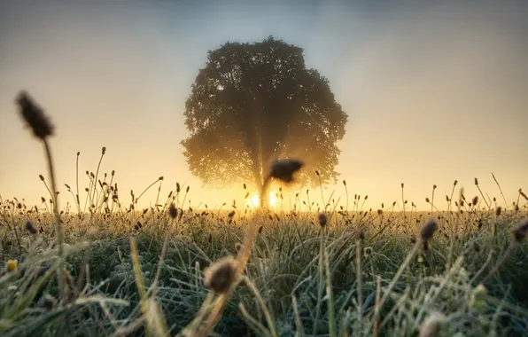 Picture field, nature, morning