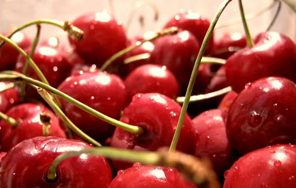 Picture water, drops, macro, cherry, berries, a lot