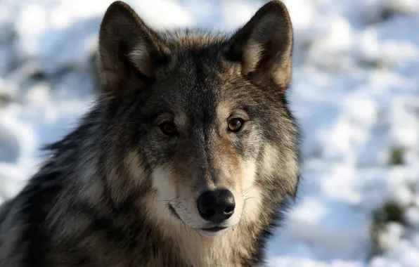 Picture face, wolf, portrait, predator