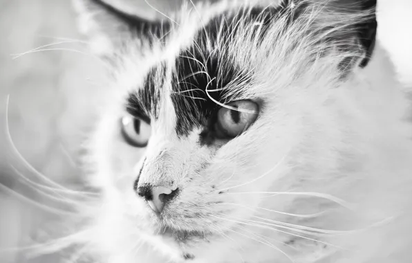 Beautiful, black and white, Cat