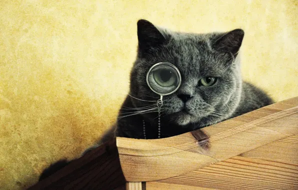 Picture eyes, cat, grey, muzzle, looks, monocle