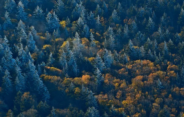 Forest, trees, nature