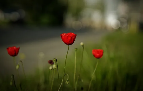 Picture road, summer, grass, flowers, glade, Mac, Maki, red