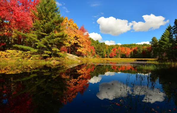 Autumn, forest, the sky, clouds, trees, pond