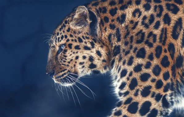 Picture background, portrait, leopard, profile, wild cat, Oleg Bogdanov