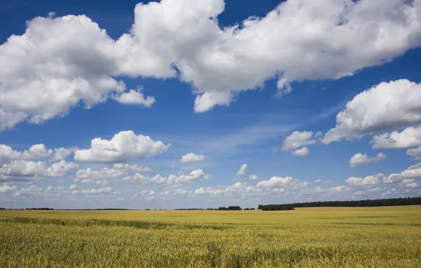 Wheat, field, the sky, clouds