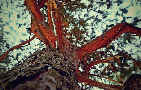 The sun, The sky, Nature, Tree, Trees, Forest, Spruce, Trunk