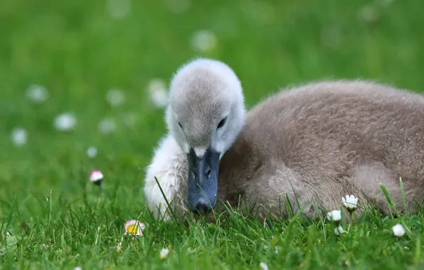 Greens, grass, nature, pose, grey, bird, baby, lies