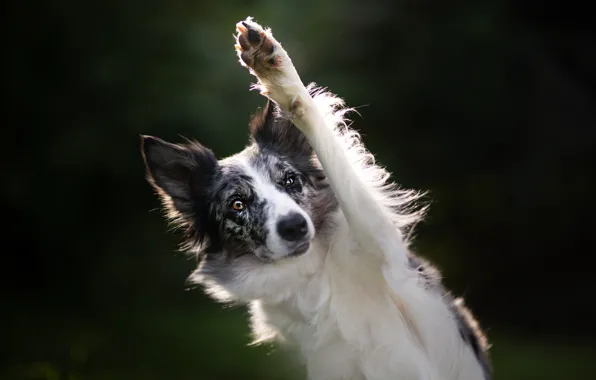 Look, face, pose, background, paw, portrait, dog, the border collie