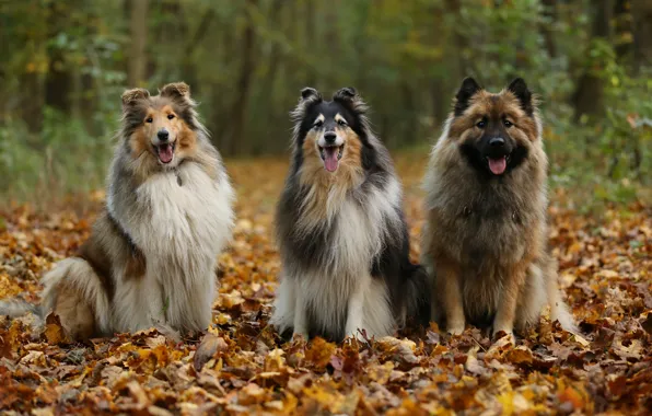 Autumn, language, dogs, trees, Park, foliage, trio, friends