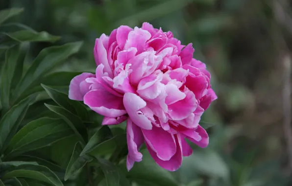 Flower, Leaves, Pink, Petals, Stem, Peony