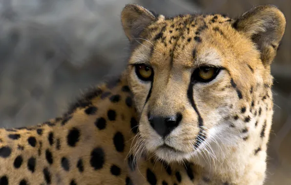 Look, face, close-up, portrait, Cheetah