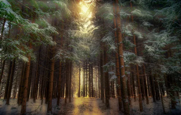 Winter, forest, nature